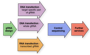 CRISPR_workflow