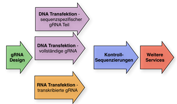 CRISPR_workflow_de