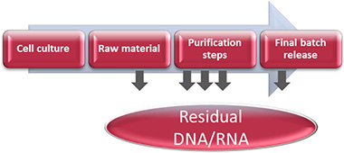 Residual DNA from production processes