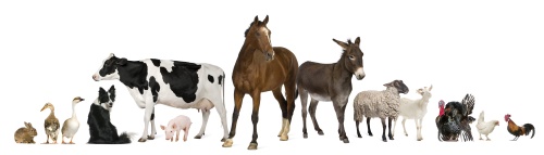 farm_animals-500
