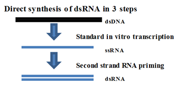 dsRNA_synthesis