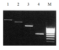 dsRNA_agarose